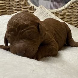 Greenie - Red  female Goldendoodle puppy in Clermont, Florida from Da Ruba Doodles