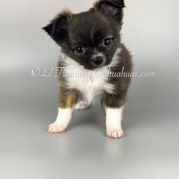 Hercules - Black and tan male Chihuahua puppy in Anderson, South Carolina from Lil Treasures Chihuahuas