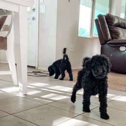 Goldendoodle Puppies from AZ Desert Doodles