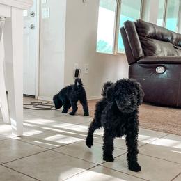 Goldendoodle Puppies from AZ Desert Doodles