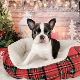 Boston Terrier Puppies from Our Gang Bostons