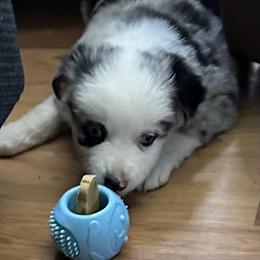 Miniature American Shepherd Puppies from Bond’s MAS