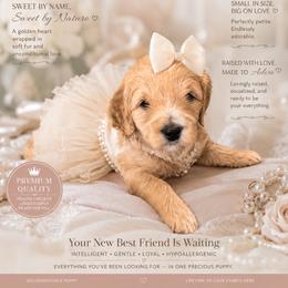 Sweetness - Cream female Goldendoodle puppy in Aurora, Illinois from Chicago Goldendoodles