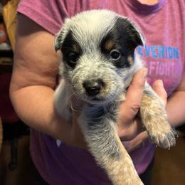 Female 07 - Blue speckled female Australian Cattle Dog puppy in Sheridan, Oregon from 6pk Cattledogs