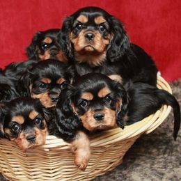 Cavalier King Charles Spaniel Puppies from Whisper Wood Acres