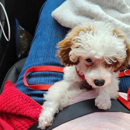 Maltese, Maltipoo, and Poodle Puppies from C&Js Tiny Toys