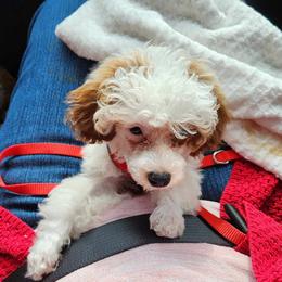 Maltese, Maltipoo, and Poodle Puppies from C&Js Tiny Toys