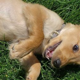 Goldendoodles and Golden Retrievers from Western States Golden Retrievers and Goldendoodles