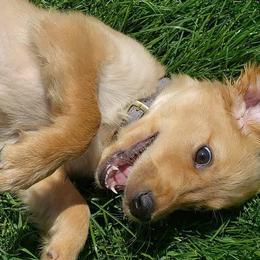 Goldendoodles and Golden Retrievers from Western States Golden Retrievers and Goldendoodles