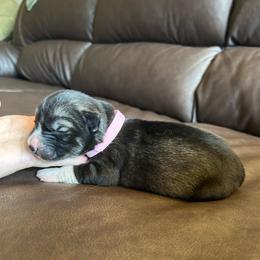 Pink - Sable and white female Siberian Husky puppy in Virginia Beach, Virginia from Fly Siberian