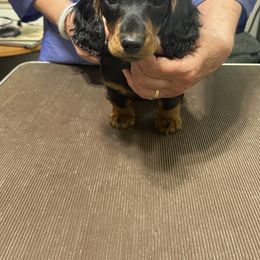 Dachshund and English Springer Spaniel Puppies from Dalin English Springer Spaniels and Dachshunds