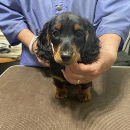 Dachshund and English Springer Spaniel Puppies from Dalin English Springer Spaniels and Dachshunds