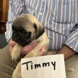 Tiny Timmy - Fawn male Pug puppy in Lexington, Alabama from Cook Grandy