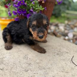 Male 1 - Black and tan male Airedale Terrier puppy in Marshallville, Ohio from Anne's Pups