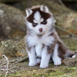 Honey - Chocolate female Pomsky puppy in Denham Springs, Louisiana from Bayouland Pomskies