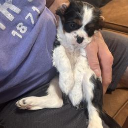Cavalier King Charles Spaniel Puppies from Queen City Cavaliers