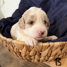 Prince Charming - Parti male Goldendoodle puppy in Repton, Alabama from Hopkins Doodle Pups