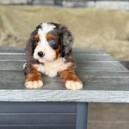 Milan - Blue merle male Bernedoodle puppy in Millersburg, Ohio from T Sanctum