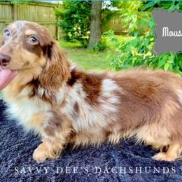 Mousse - Dachshund