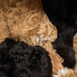 Assorted Doodle Crosses puppies from Hippdoodranch