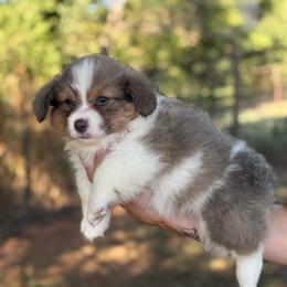 Bluie red fluffy - Blue female Pembroke Welsh Corgi puppy in Nashville, Arkansas from Whisenhunt Farms