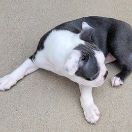 Boston Terrier Puppies from Sooner Bred Bostons