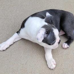 Boston Terrier Puppies from Sooner Bred Bostons