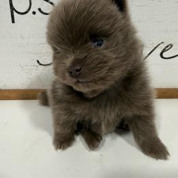 Jasmine - Lavender female Pomeranian puppy in California from Pawsh Poms