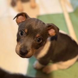 Fossil - Blue and white male Teddy Roosevelt Terrier puppy in Wasilla, Alaska from Story Kennel