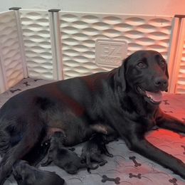 Puppy 1 - Black male Labrador Retriever puppy in Plymouth, Massachusetts from Sisu Retrievers