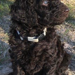 Poodles from Pine Hill Standard Poodles