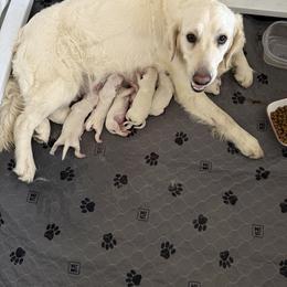 Bella male spot 4 - Light golden male Golden Retriever puppy in College Station, Texas from Golden Care Golden Retrievers