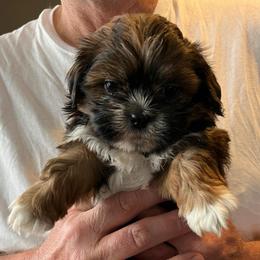 Chim Chim (Sabbath) - Chocolate male Shih Tzu puppy in Reading, Michigan from You Little Shih-tzu’s 😊
