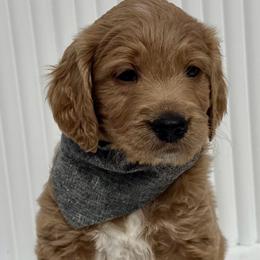 Black Boy - Apricot male Goldendoodle puppy in Newmanstown, Pennsylvania from Homespundoodles