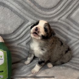 Miniature Australian Shepherd and Toy Australian Shepherd Puppies from Cherry Grove Kennel