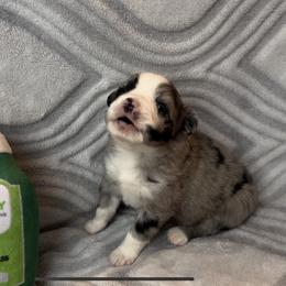 Miniature Australian Shepherd and Toy Australian Shepherd Puppies from Cherry Grove Kennel