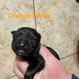 Orange Collar - Black female German Shepherd puppy in Willington, Connecticut from Wertvoll German Shepherds