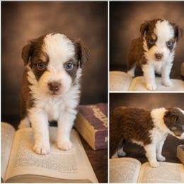 Anthony - Red tri male Miniature Australian Shepherd puppy in Macomb, Missouri from Faunus Farms and Aussies