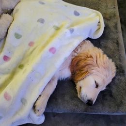 Goldendoodle Puppies from Grosenbacher Goldendoodles