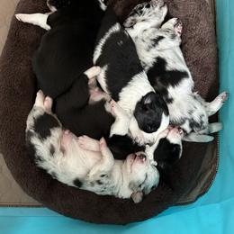Border Collie Puppies from Roaring River Border Collies