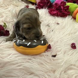 Dachshund Puppies from Gulfishan Kennels