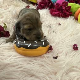 Dachshund Puppies from Gulfishan Kennels