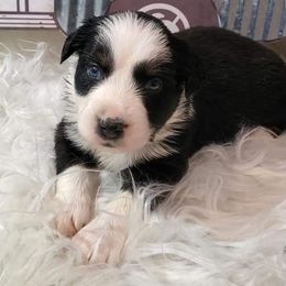 Boy 2 - Miniature Australian Shepherd puppy in Roseville, California from Golden State Mini Aussies