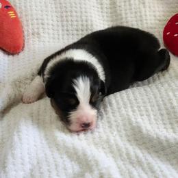 Levi - Black tri-color male Australian Shepherd puppy in Athens, Tennessee from Mimi's Aussie