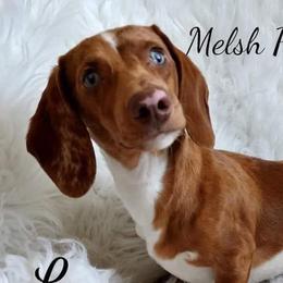 Lucy - Dachshund
