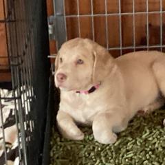 Chesapeake Bay Retriever Puppies from Bay Haven Chesapeakes