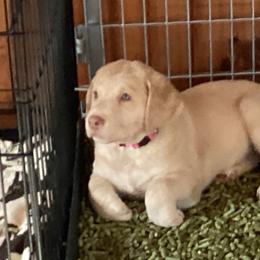 Chesapeake Bay Retriever Puppies from Bay Haven Chesapeakes