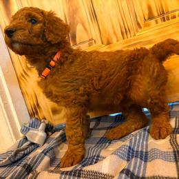 Orange collar - Red  male Poodle puppy in Snowflake, Arizona from Wellington Poodles