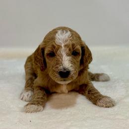 Coconut - Apricot female Goldendoodle puppy in Kenansville, North Carolina from J+A Family Doodles