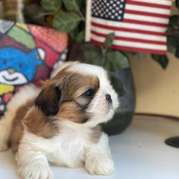 Boy 4 - male Shih Tzu puppy in Troy, Michigan from "Shihtzu Best Friend"
